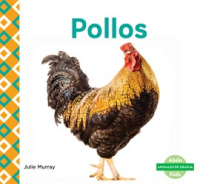 Pollos__Chickens_