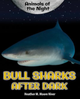 Bull_Sharks_After_Dark